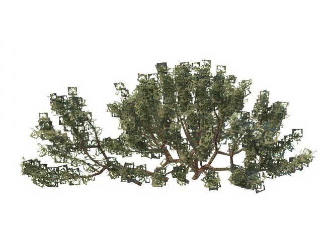 Wild bushes plant 3d rendering