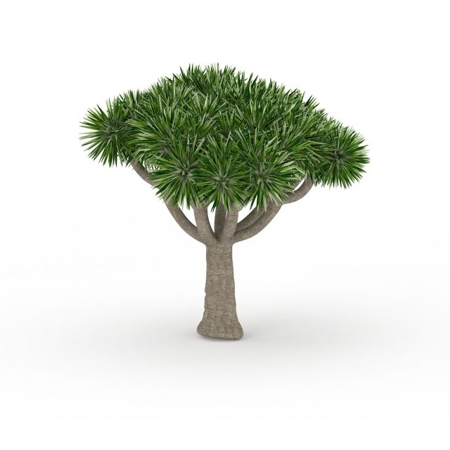Desert palm tree 3d rendering