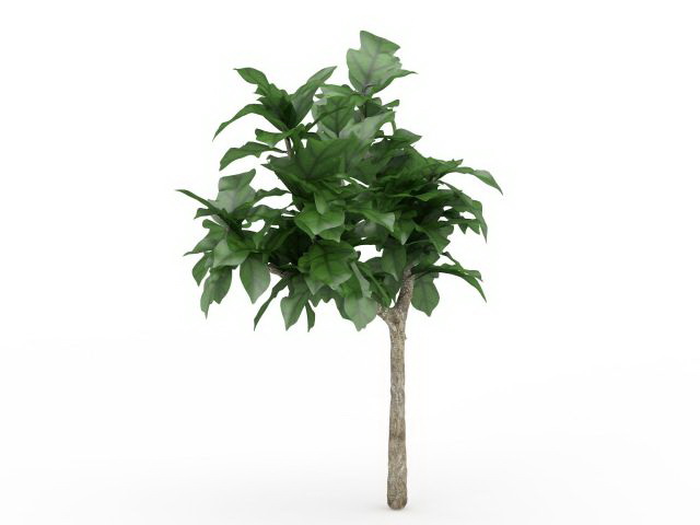 Cornstalk dracaena plant 3d rendering