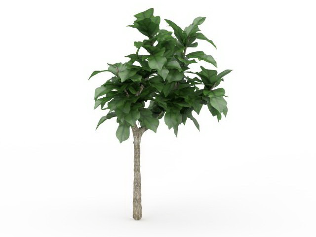 Cornstalk dracaena plant 3d rendering
