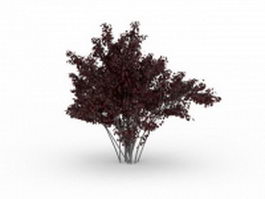 Purple leaf plum tree 3d model preview