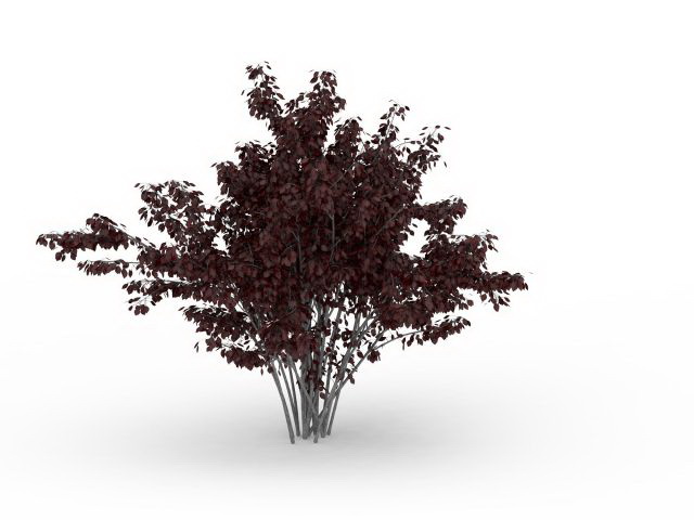 Purple leaf plum tree 3d rendering