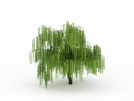 Weeping willow tree 3d model preview