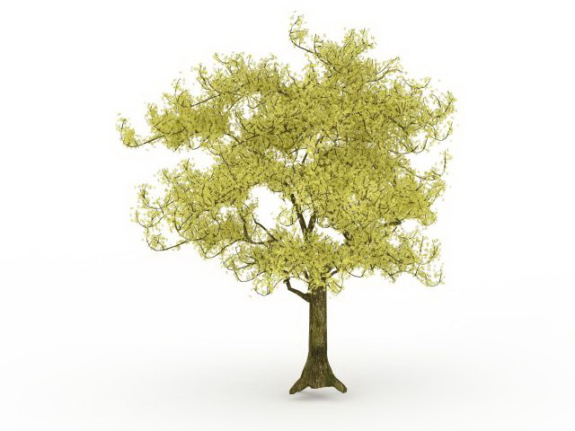Conifer evergreen tree 3d rendering