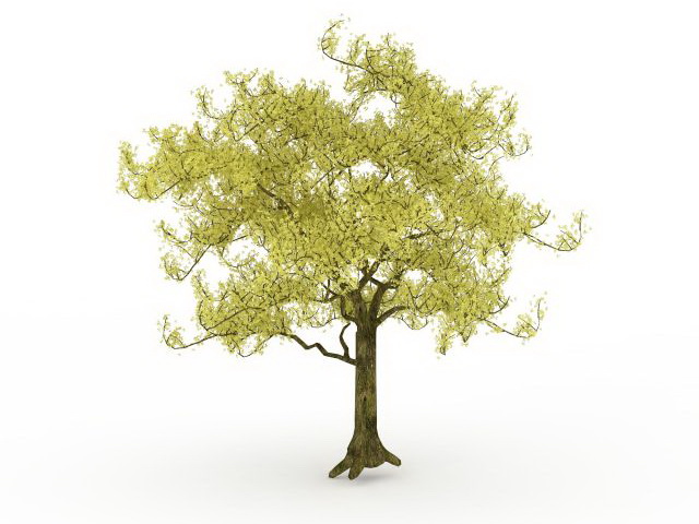 Conifer evergreen tree 3d rendering