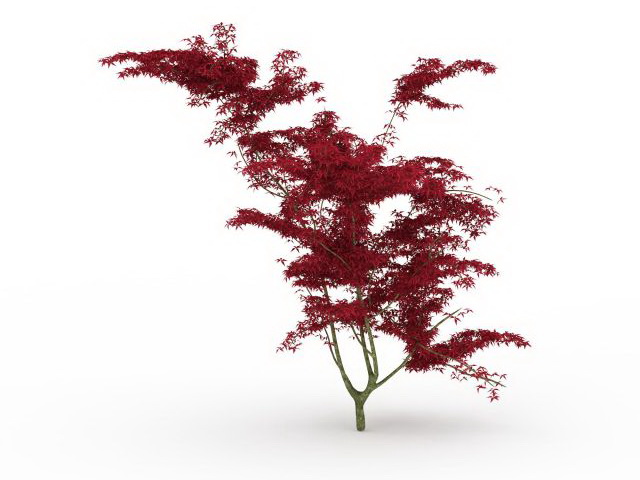 Red maple tree 3d rendering