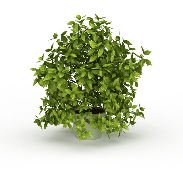 Potted evergreen tree 3d rendering