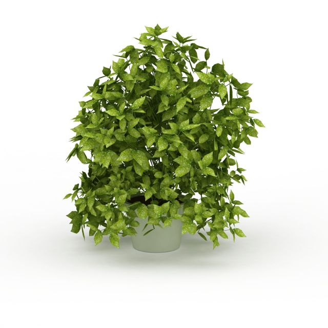 Potted evergreen tree 3d rendering
