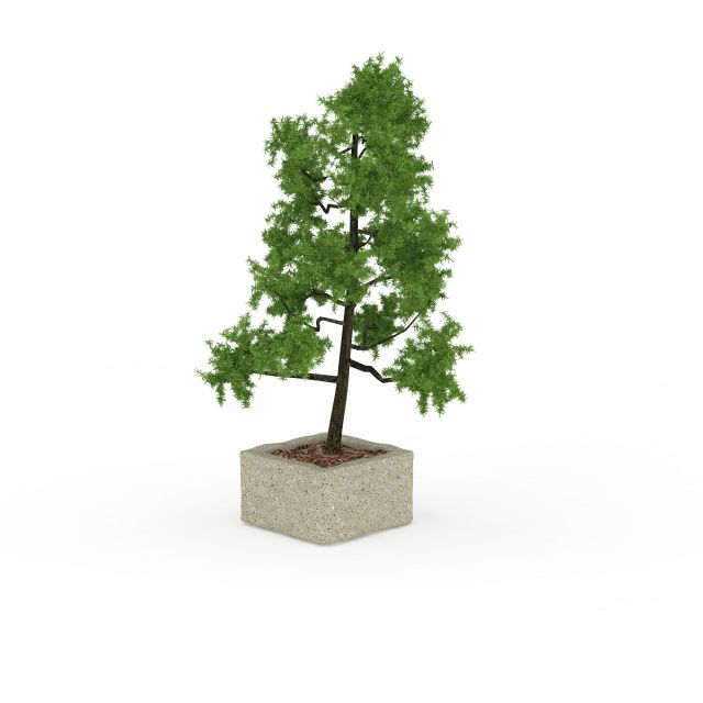 Potted cypress tree 3d rendering