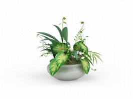Potted dieffenbachia 3d model preview