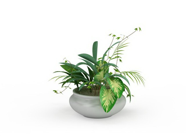 Potted dieffenbachia 3d rendering