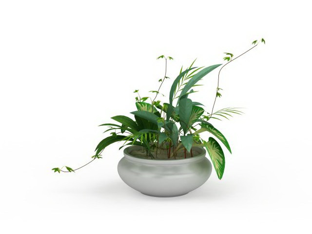 Potted dieffenbachia 3d rendering