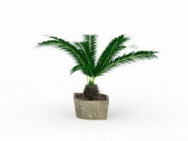 Outdoor potted palm plants 3d model preview