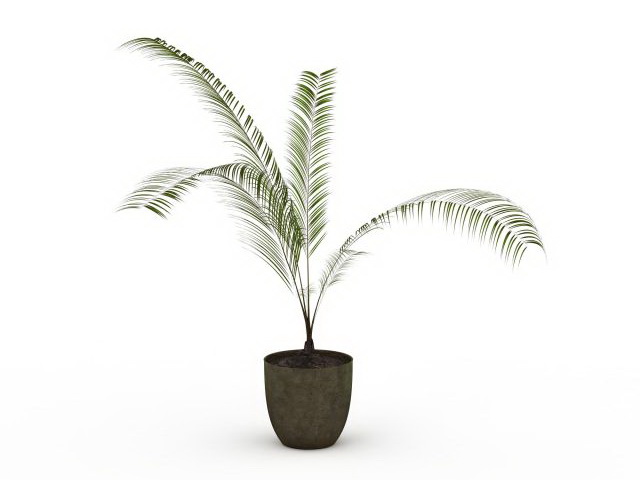 Potted palm plant 3d rendering