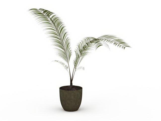 Potted palm plant 3d rendering
