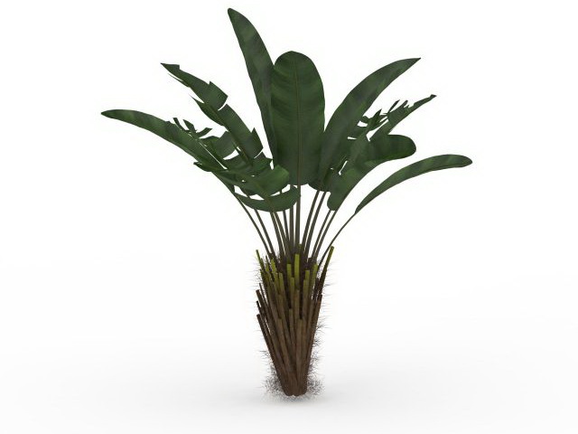 Elephant ear plant tree 3d rendering