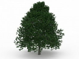 Growing shade tree 3d model preview