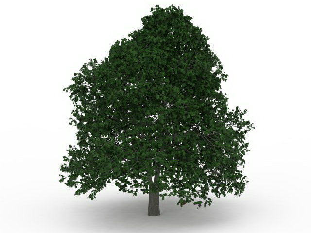 Growing shade tree 3d rendering