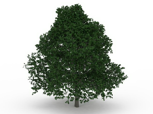 Growing shade tree 3d rendering