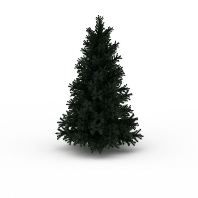 Evergreen pine tree 3d rendering
