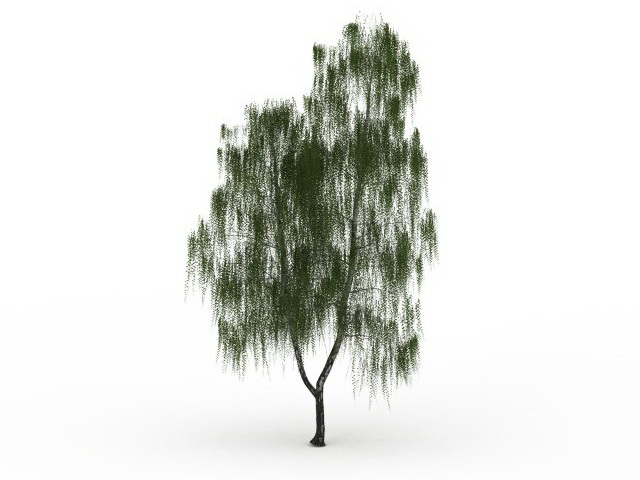 Drooping willow tree 3d rendering