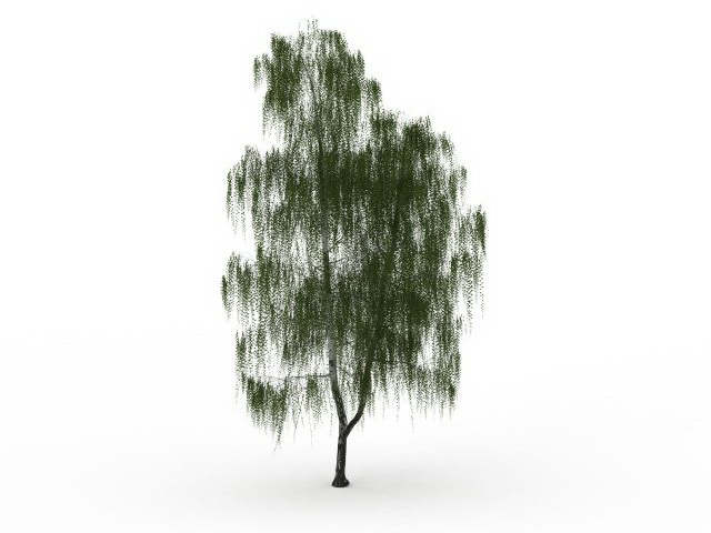 Drooping willow tree 3d rendering