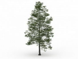 Birch tree 3d model preview