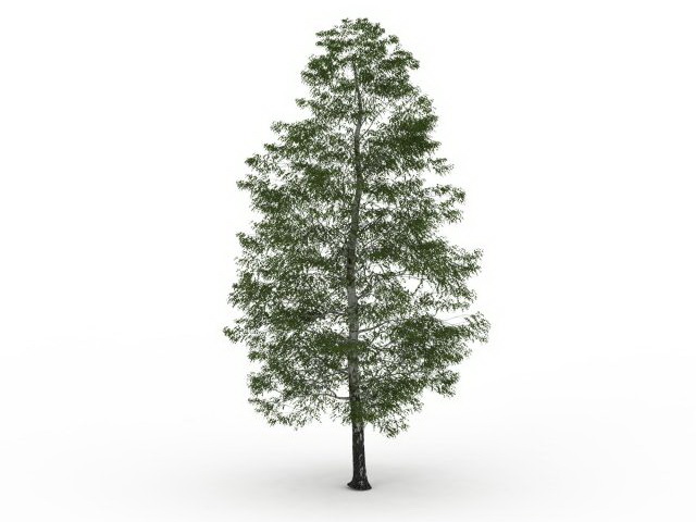 Birch tree 3d rendering