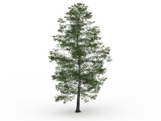 Birch tree 3d rendering