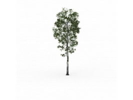 Silver birch tree 3d model preview
