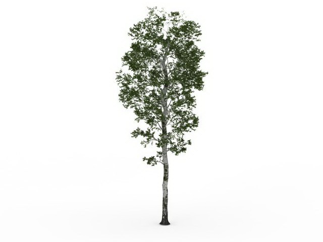 Silver birch tree 3d rendering