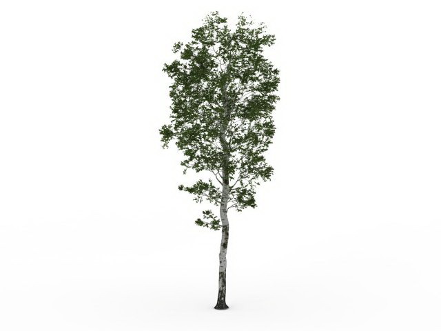 Silver birch tree 3d rendering