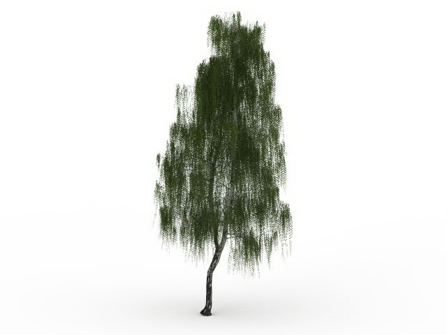 White willow tree 3d rendering