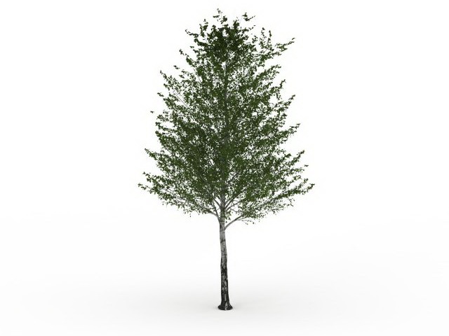 White birch tree 3d rendering