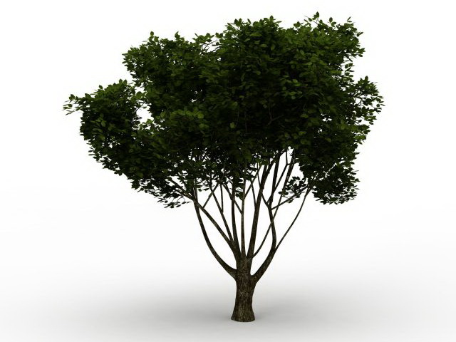 Branching tree 3d rendering