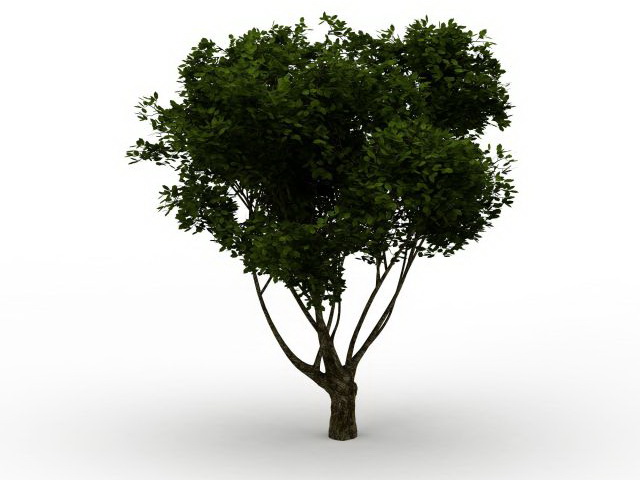 Branching tree 3d rendering