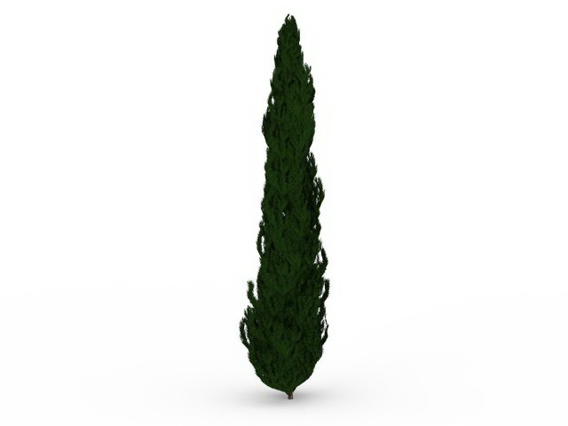 Black spruce tree 3d rendering