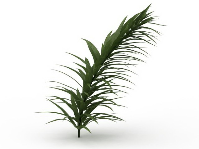 Narrow leaf plant 3d rendering