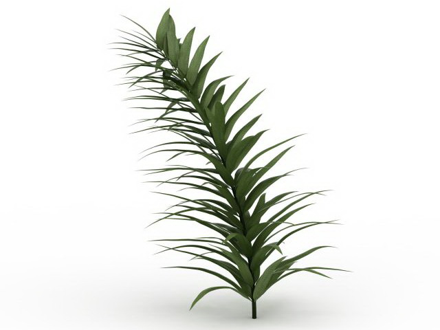 Narrow leaf plant 3d rendering