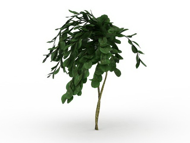 Landscaping small yard tree 3d rendering