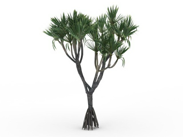 Ornamental palm tree 3d rendering