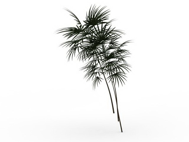 Bamboo palm tree 3d rendering