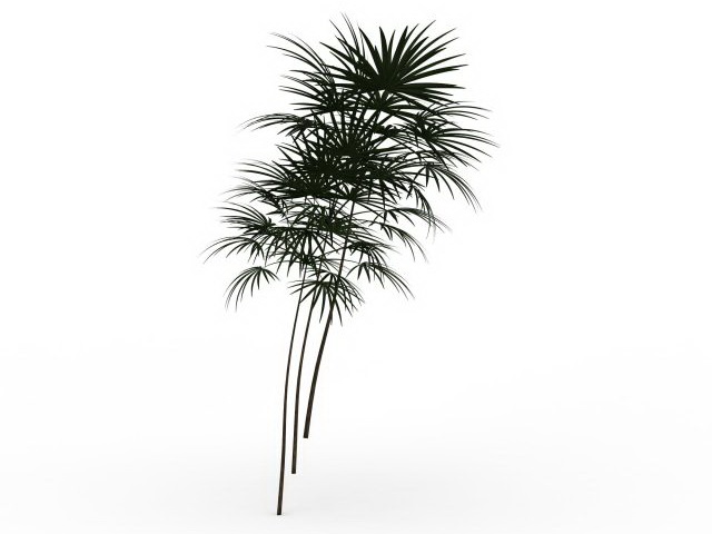 Bamboo palm tree 3d rendering