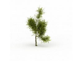 Willow tree 3d model preview