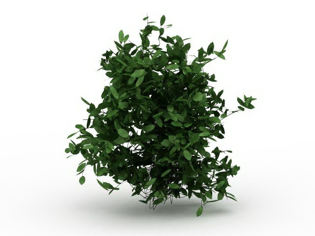 Dwarf evergreen shrubs 3d rendering