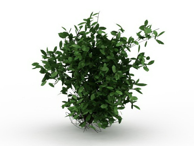 Dwarf evergreen shrubs 3d rendering