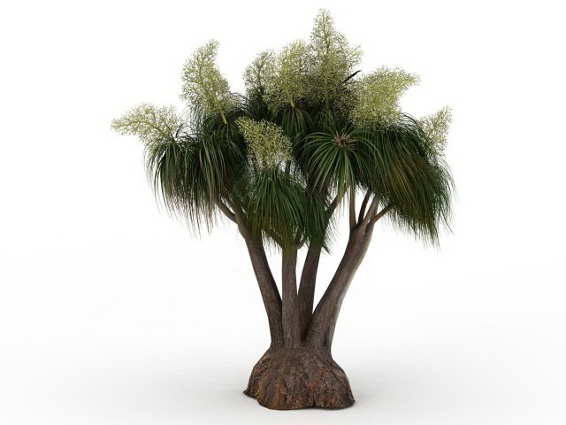 Florida slash pine tree 3d rendering