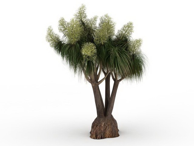 Florida slash pine tree 3d rendering