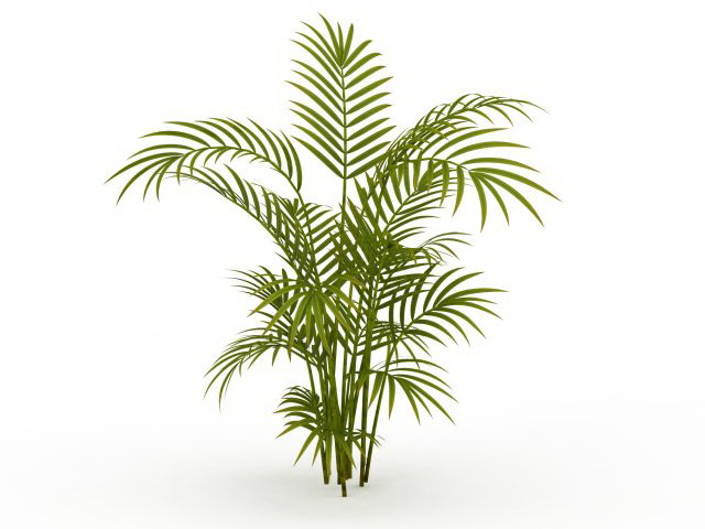 Bamboo palm plant 3d rendering