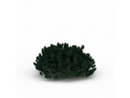Coniferous shrubs 3d model preview